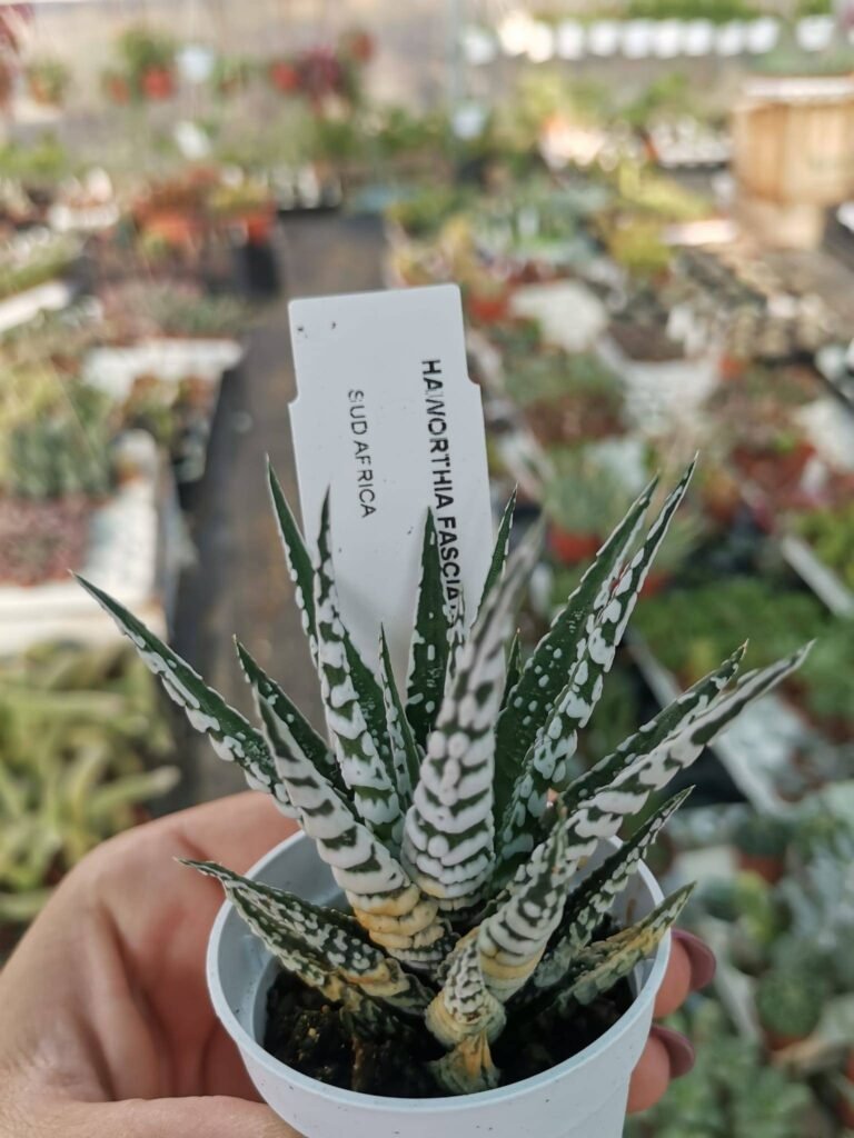 Haworthia Fasciata cv Big Band