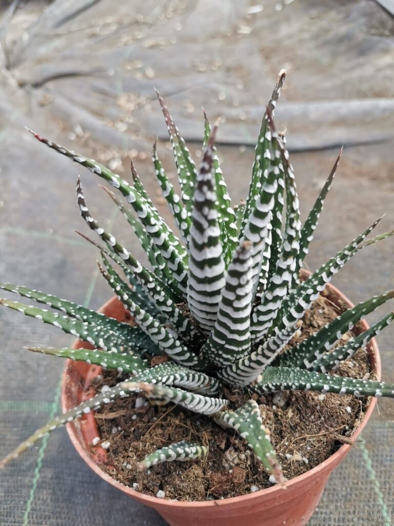 Haworthia Fasciata cv Big Band