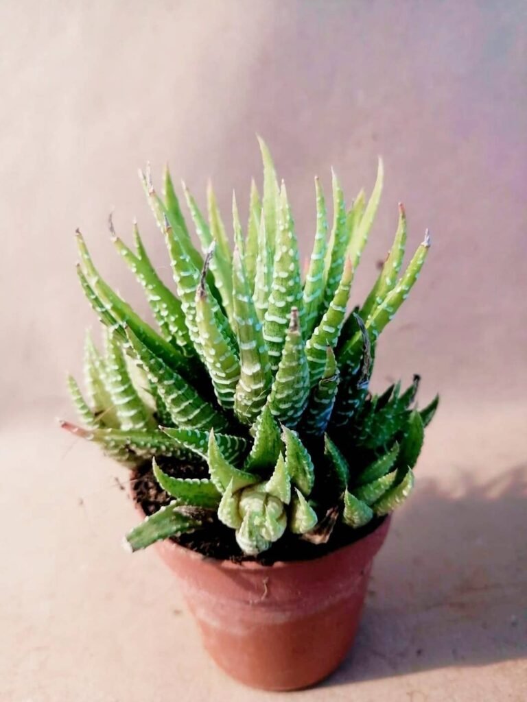 Haworthia Fasciata Variegata