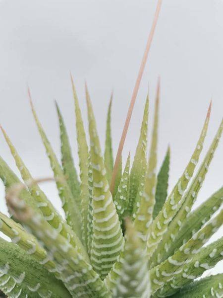 Haworthia Fasciata Variegata