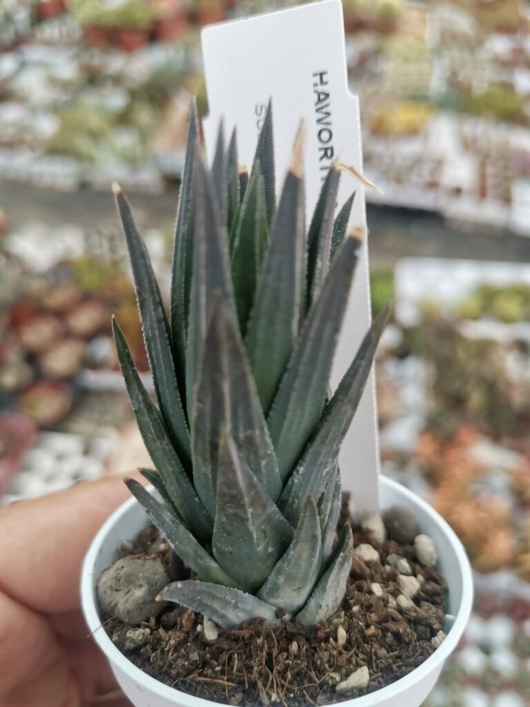 Haworthia Glauca