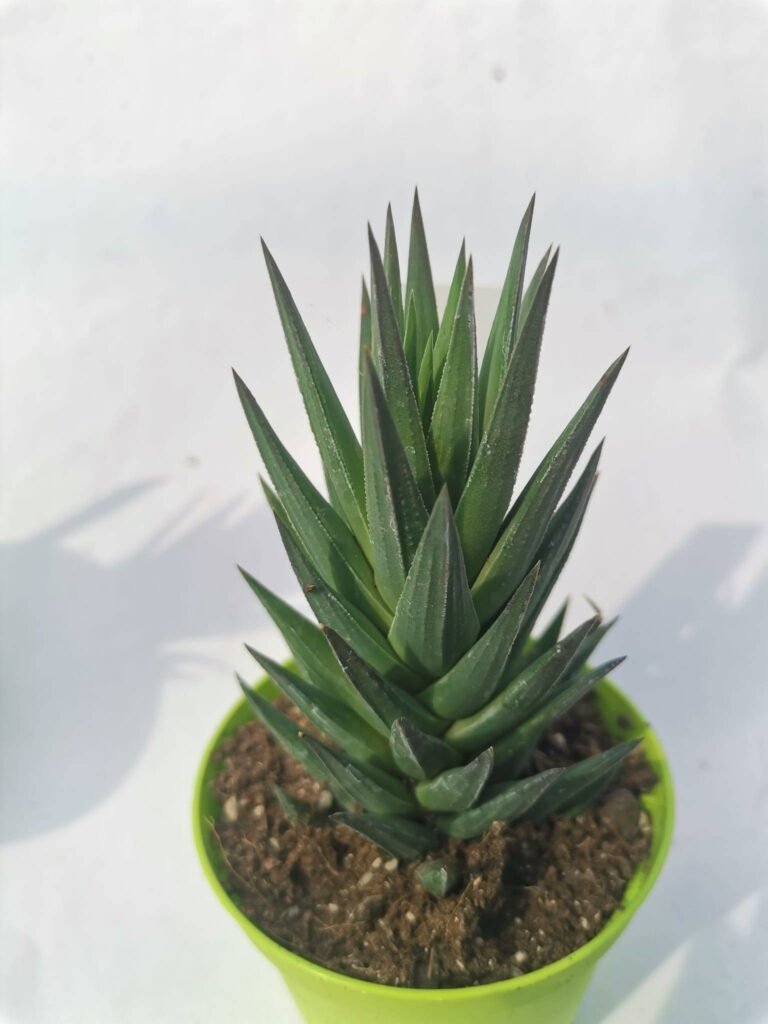 Haworthia Glauca