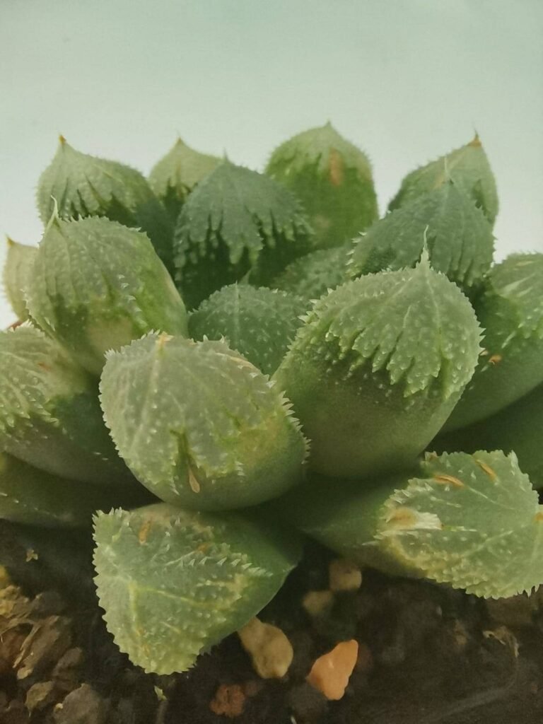 Haworthia hybrid Green Gem