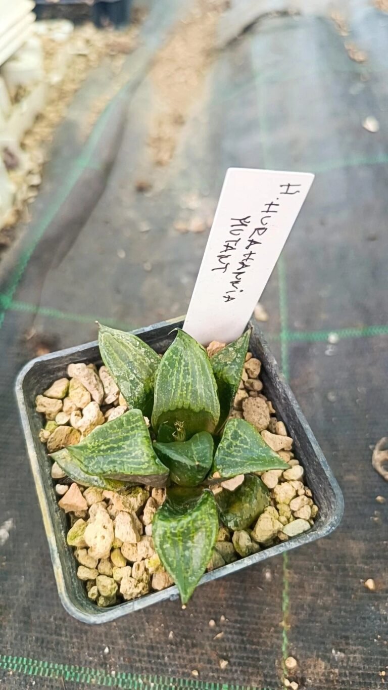Haworthia hurahnnya mutant