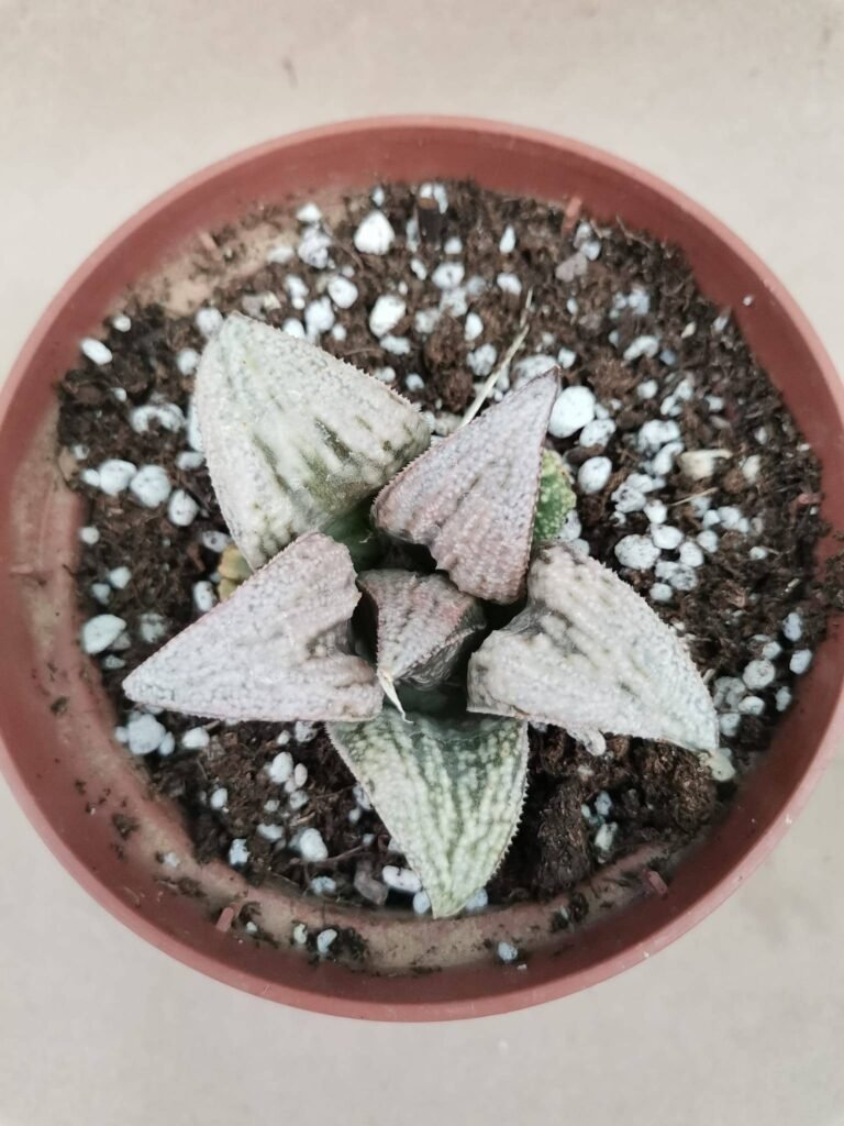 Haworthia Imperial Concubine