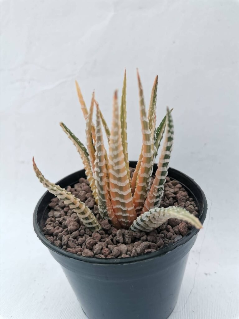 Haworthia Jyuni No Hikari tricolor Variegata cv Japan