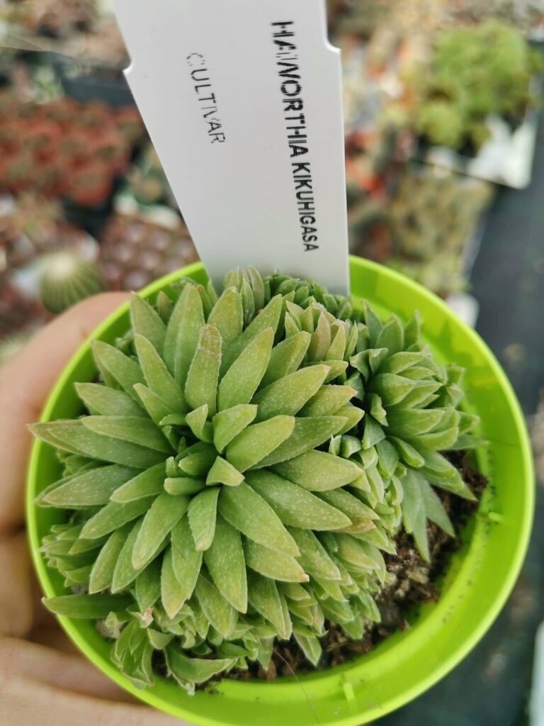 Haworthia Kikuhigasa accestita