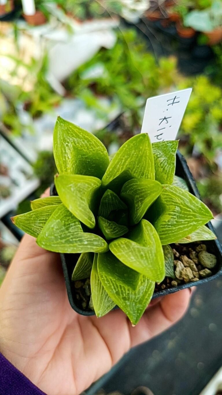 Haworthia Kinjo