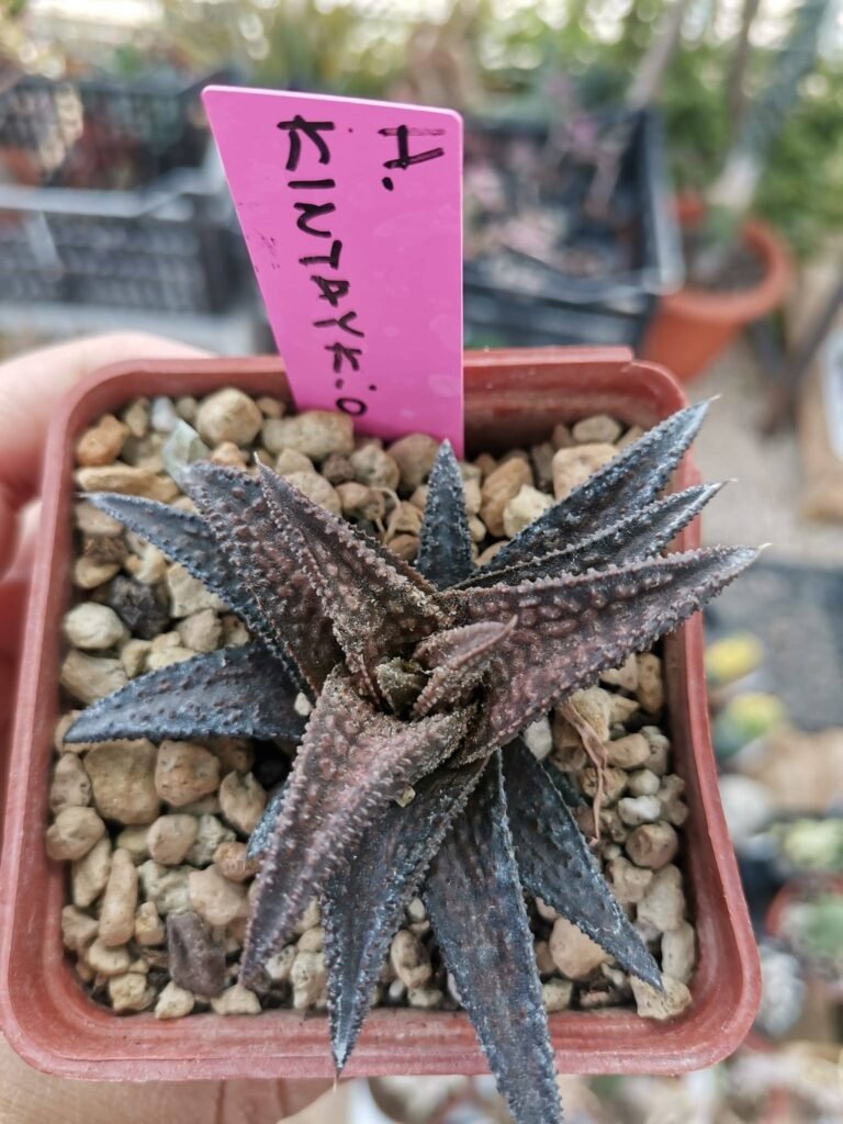 Haworthia Kintaikyo