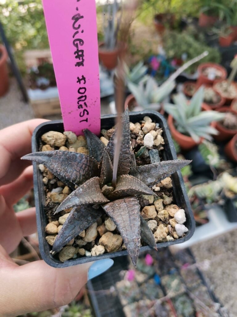 Haworthia Koelmaniorum Night Forest