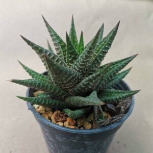 Haworthia Limifolia