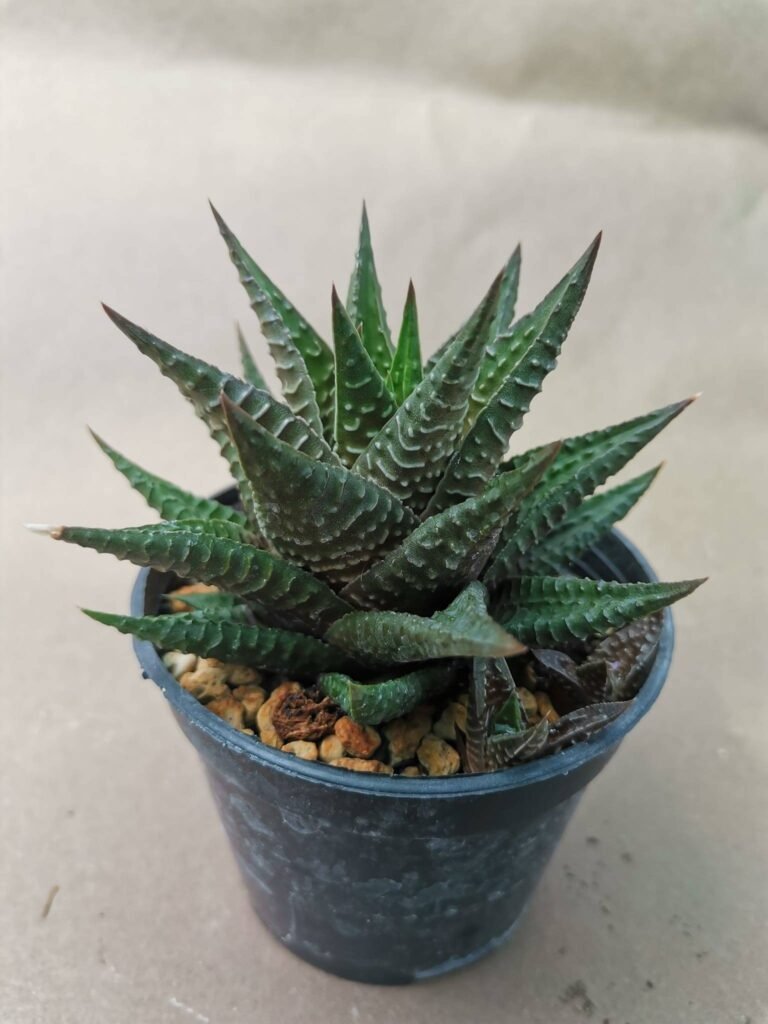 Haworthia Limifolia
