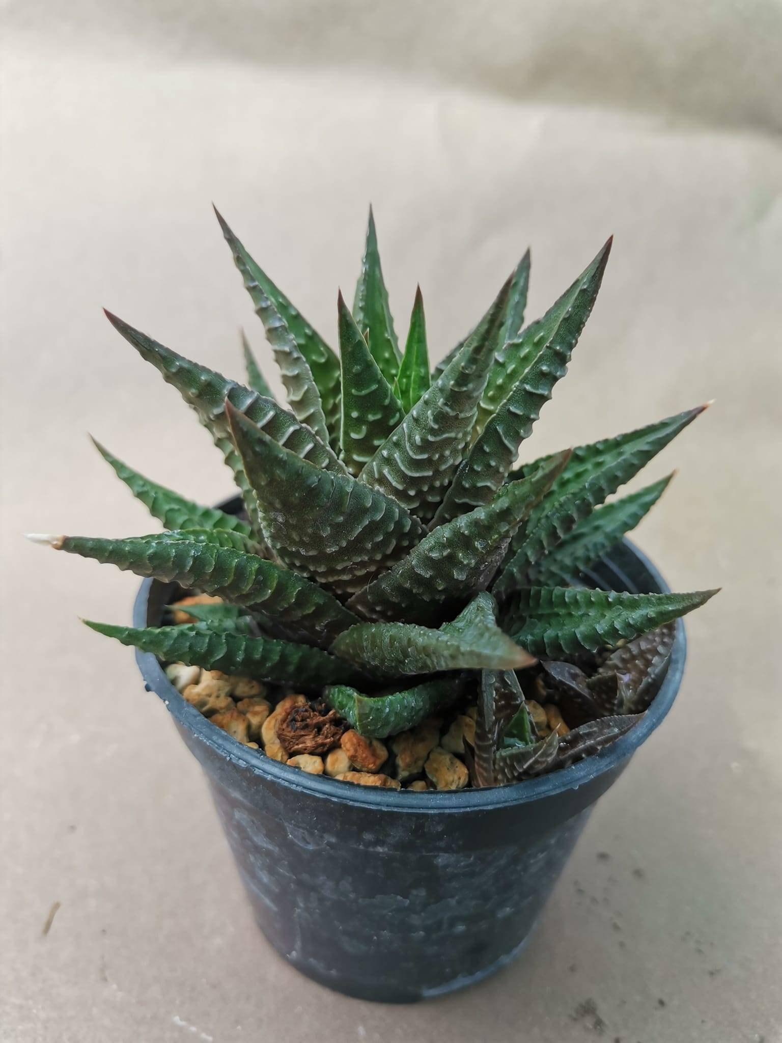 Haworthia Limifolia