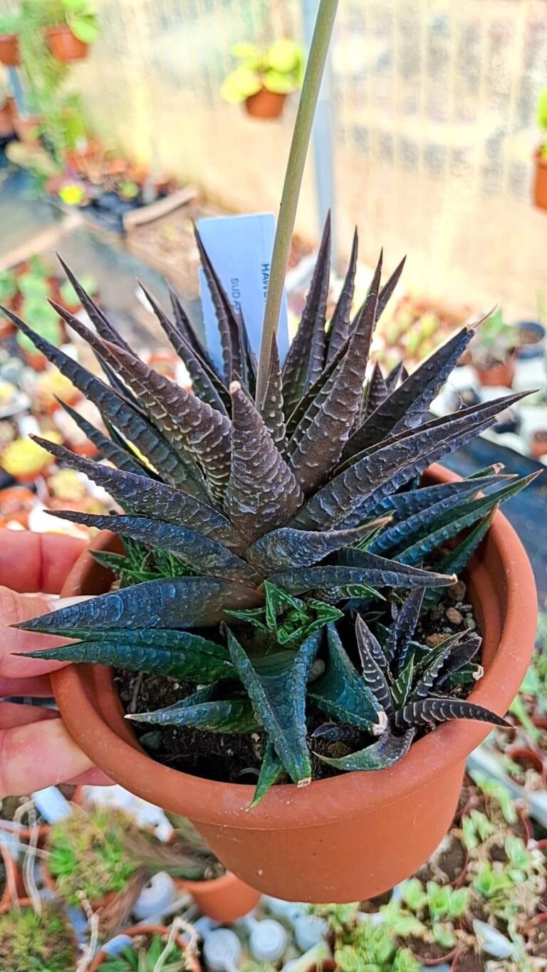 Haworthia Limifolia