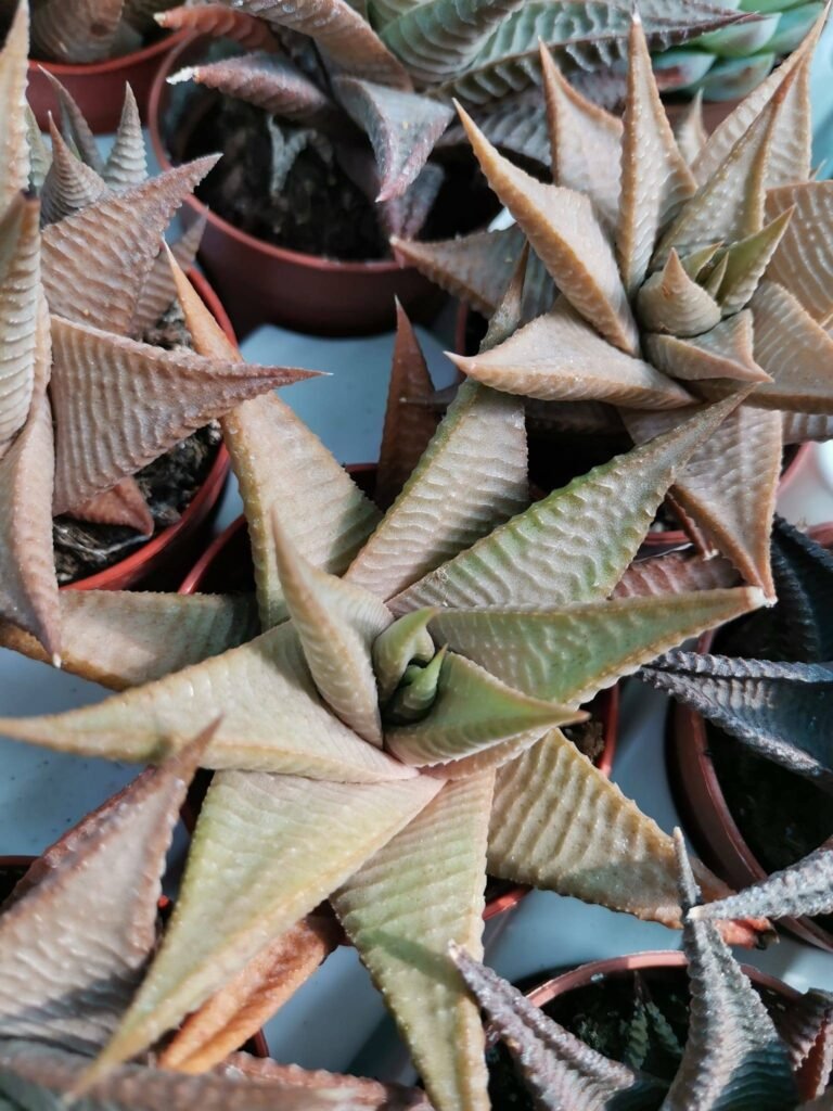 Haworthia Limifolia v. Limifolia D. Roux