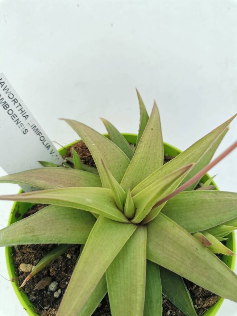 Haworthia Limifolia v. Ubomboensis