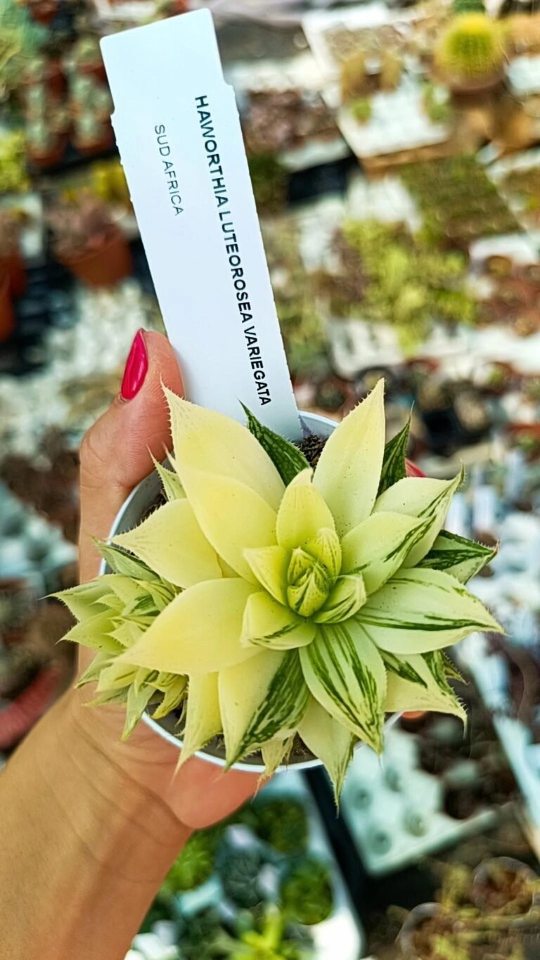 Haworthia Luteorosea variegata accestita
