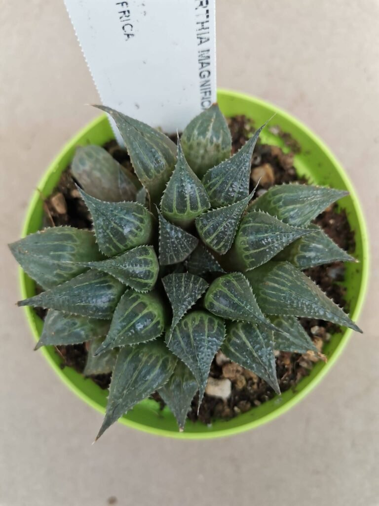Haworthia Magnifica