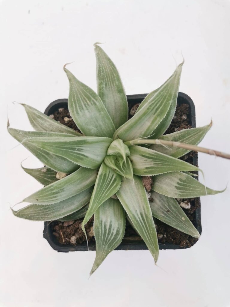 Haworthia Magnifica cv Grey Ghost
