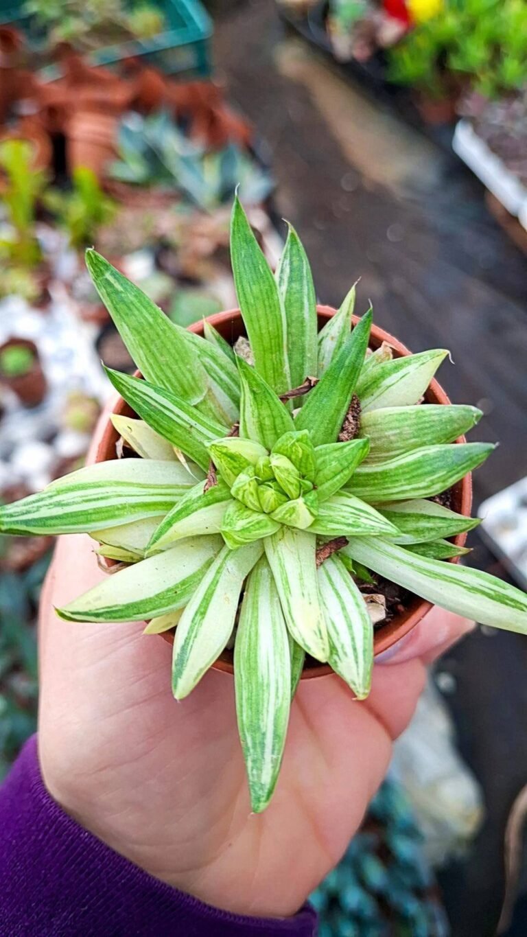 Haworthia Marumiana Variegata