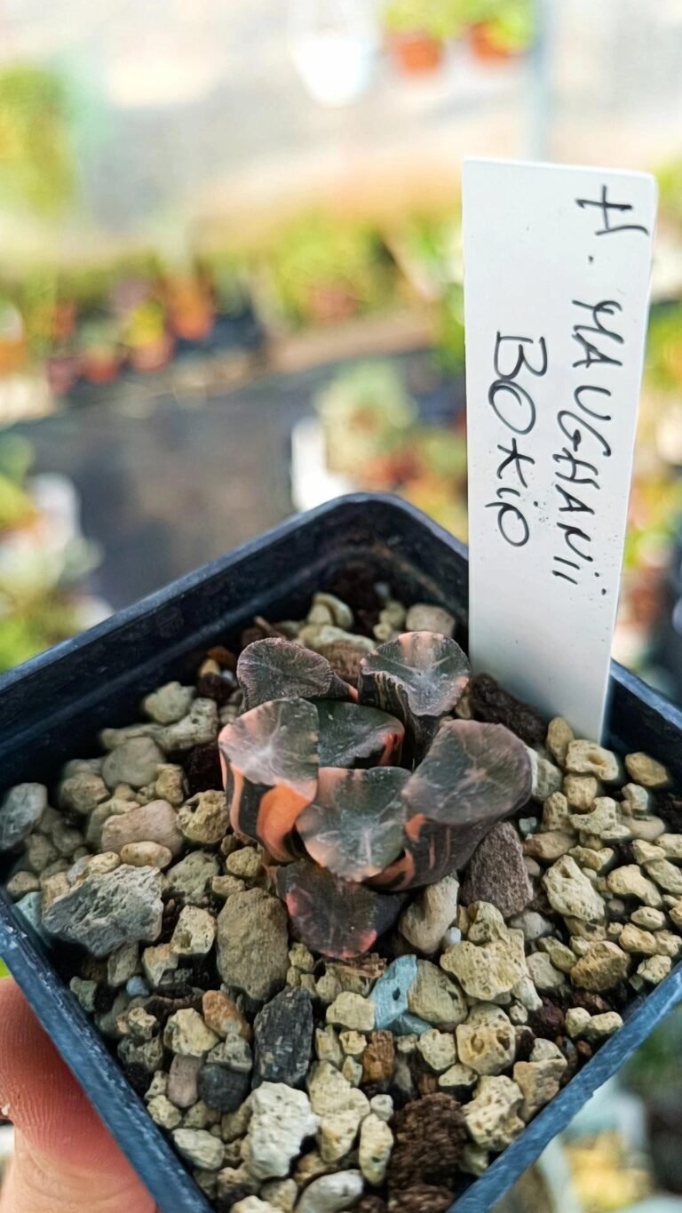 Haworthia maughanii bokyo Variegata