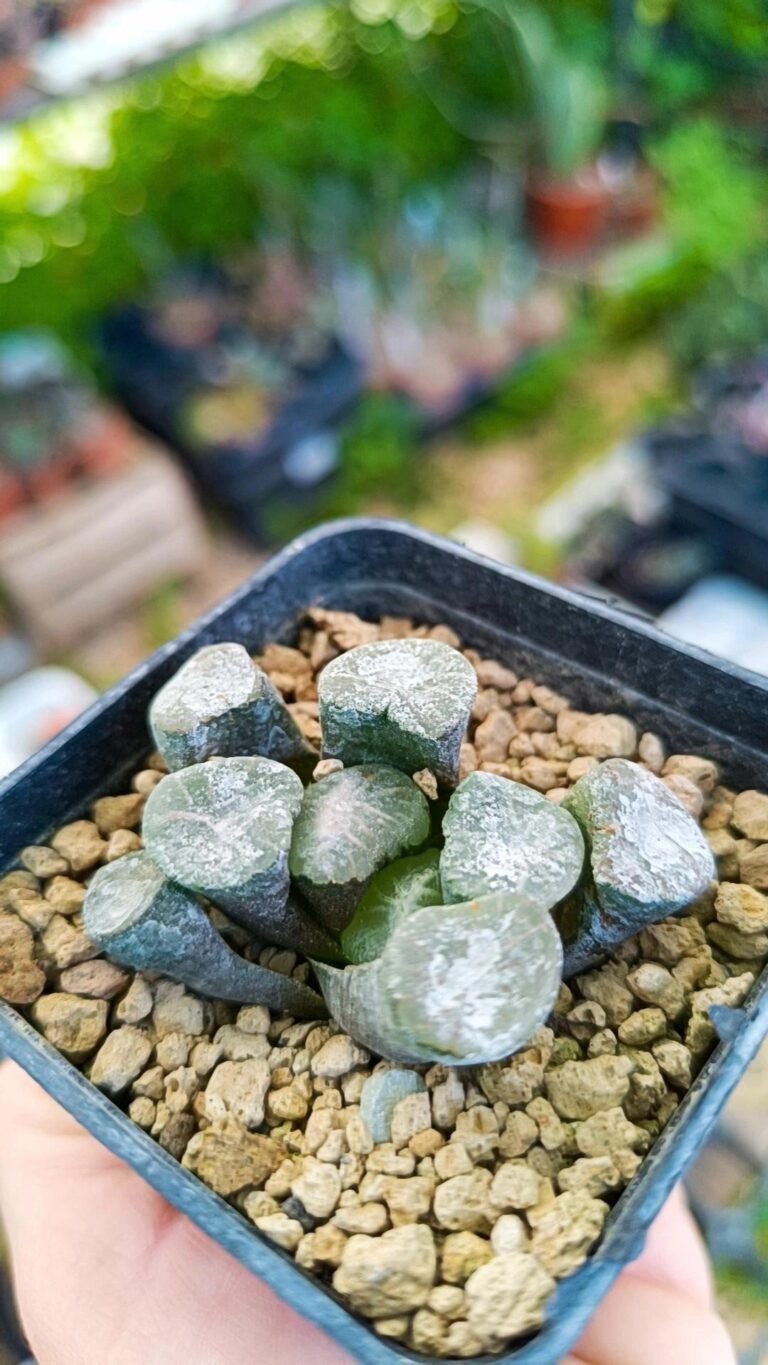 Haworthia maughanii shirotae