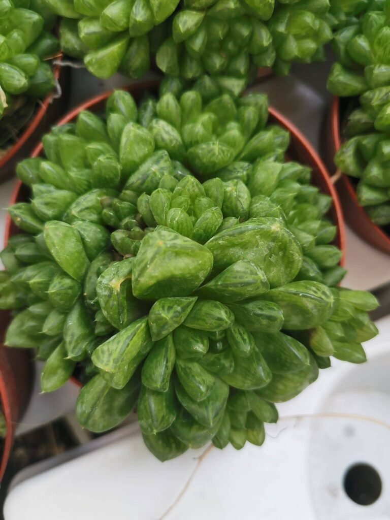 Haworthia Obtusa