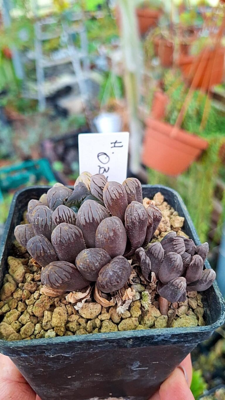 Haworthia Obtusa