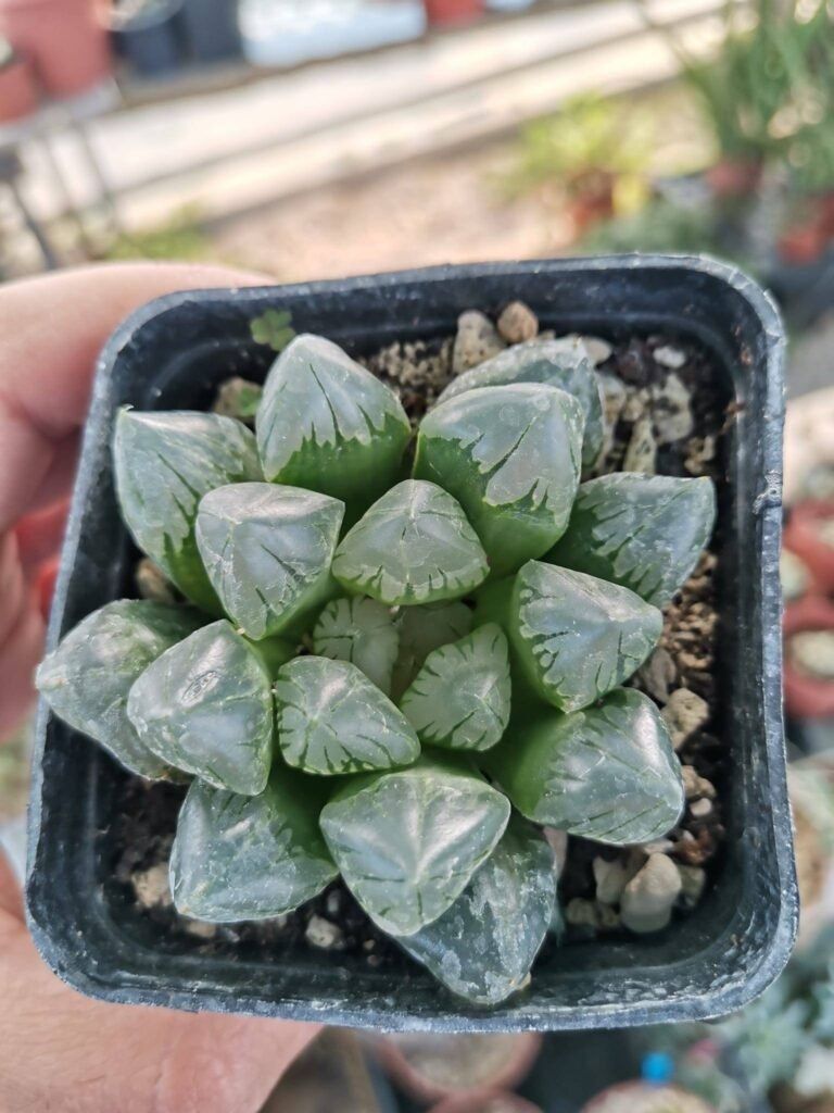 Haworthia Obtusa Suisho