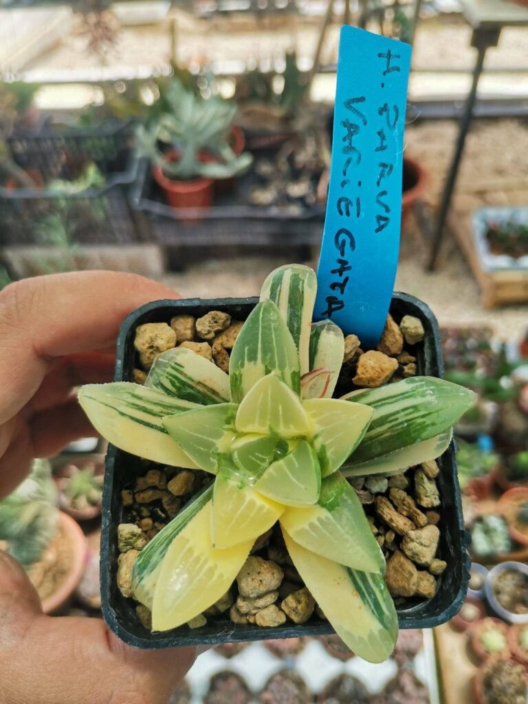 Haworthia Parva Variegata