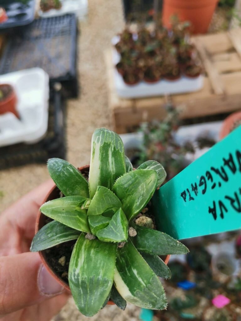 Haworthia Parva Variegata