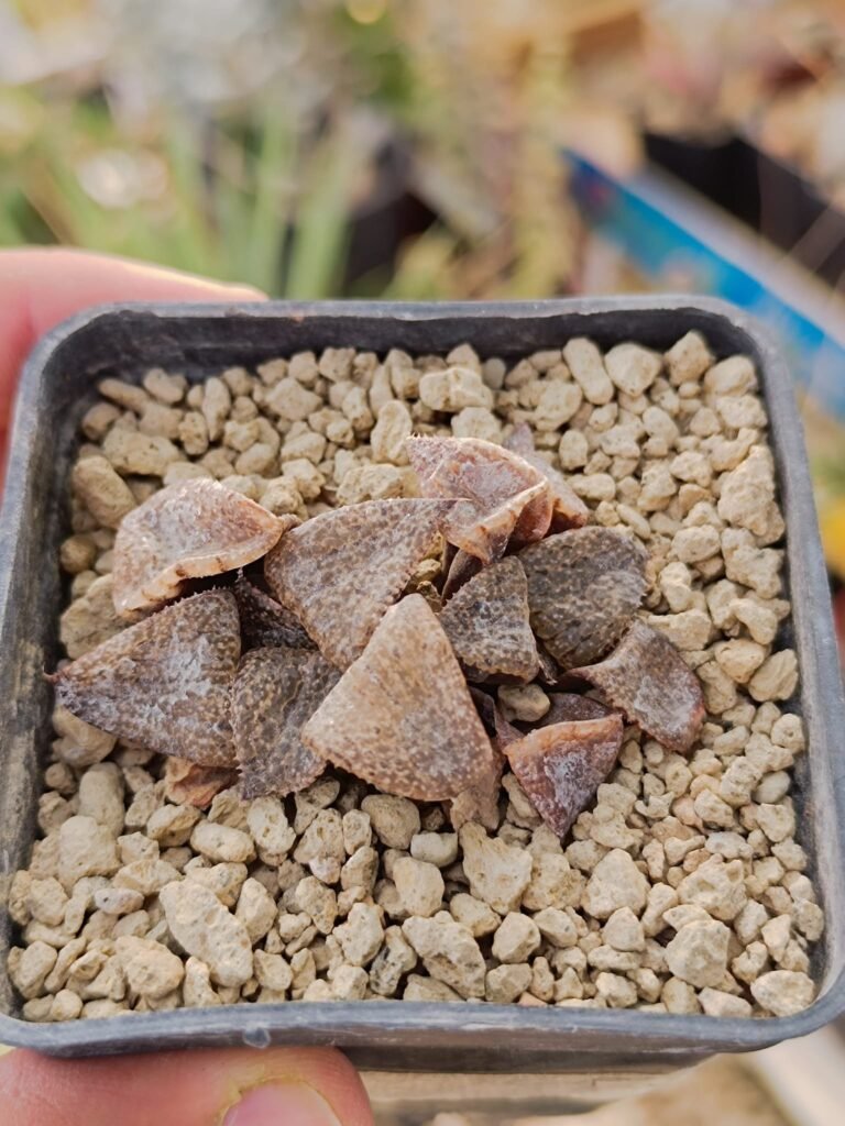 Haworthia Picta Yellow Milk