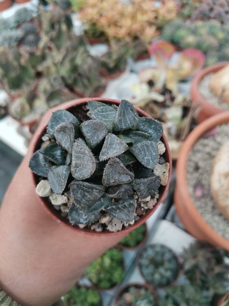 Haworthia Pictvlakensis