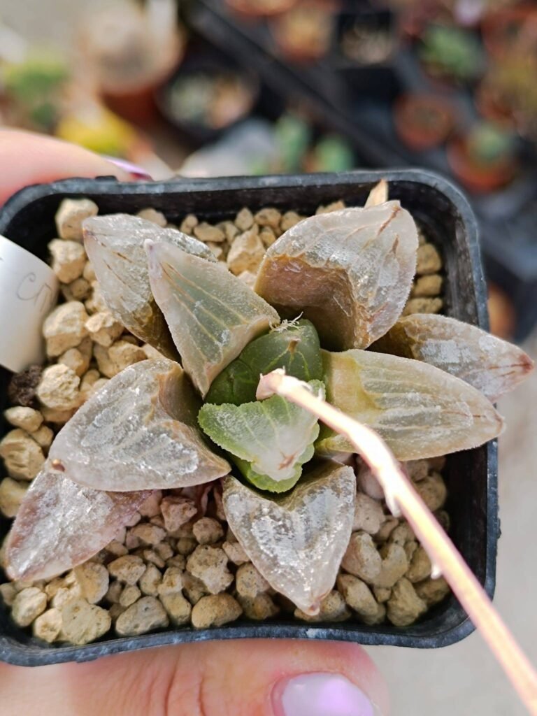 Haworthia pygmaea mutant cv ice city