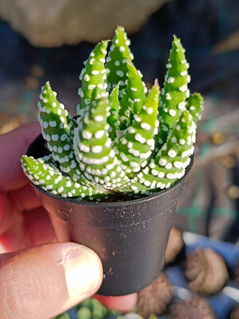 Haworthia Papillosa