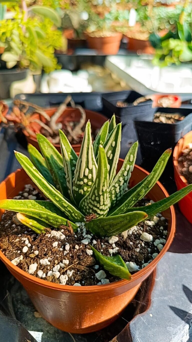 Haworthia Pumila cv Tears of Angel