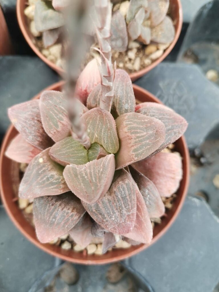 Haworthia Pygmaea Crystallina