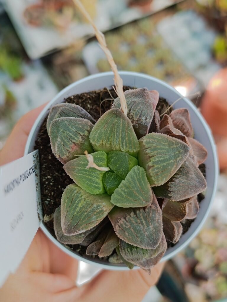 Haworthia pygmaea rocheuwel