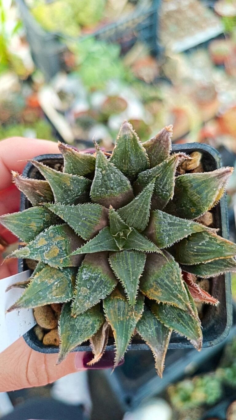 Haworthia pygmaea vincentii