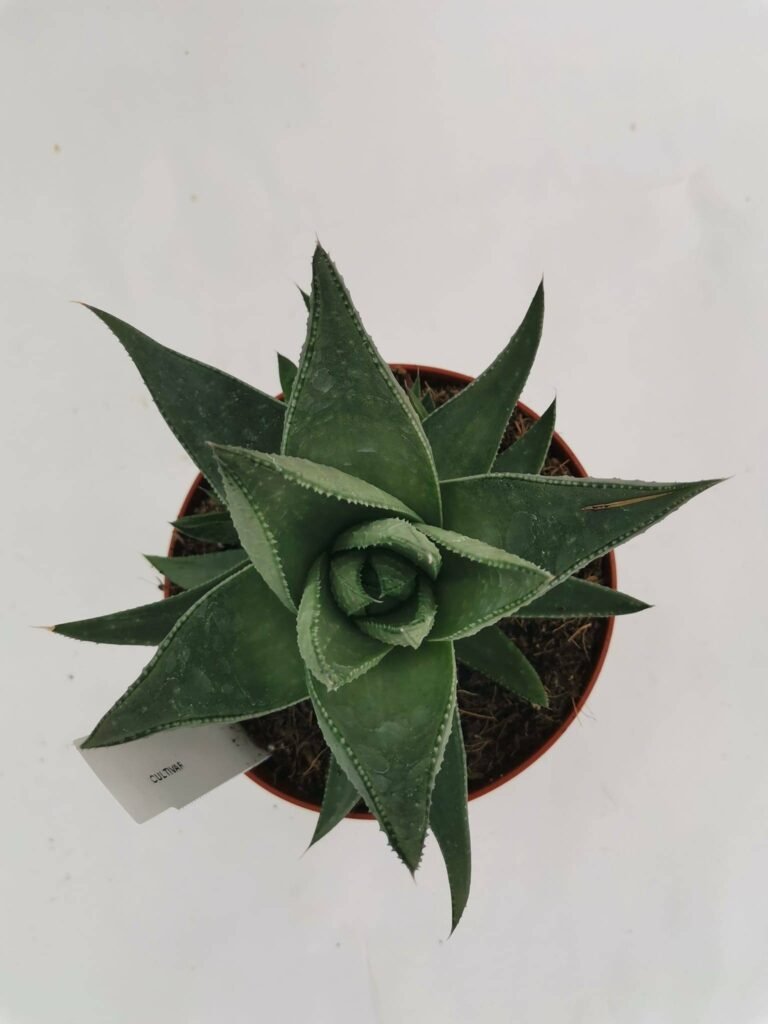 Haworthia Savanna