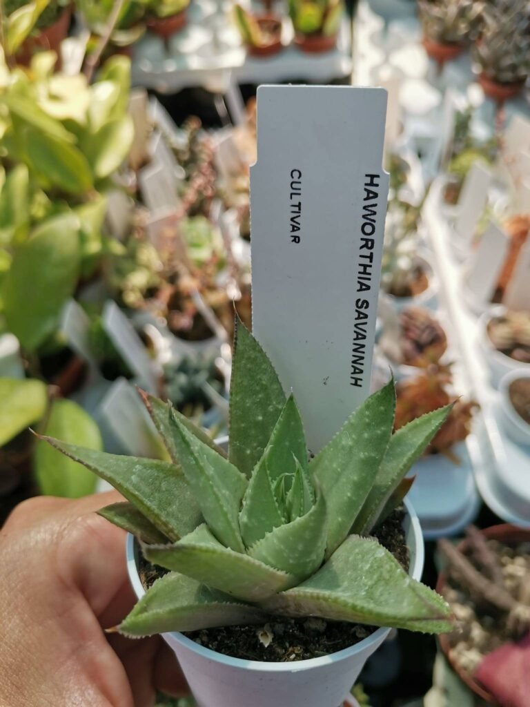 Haworthia Savanna