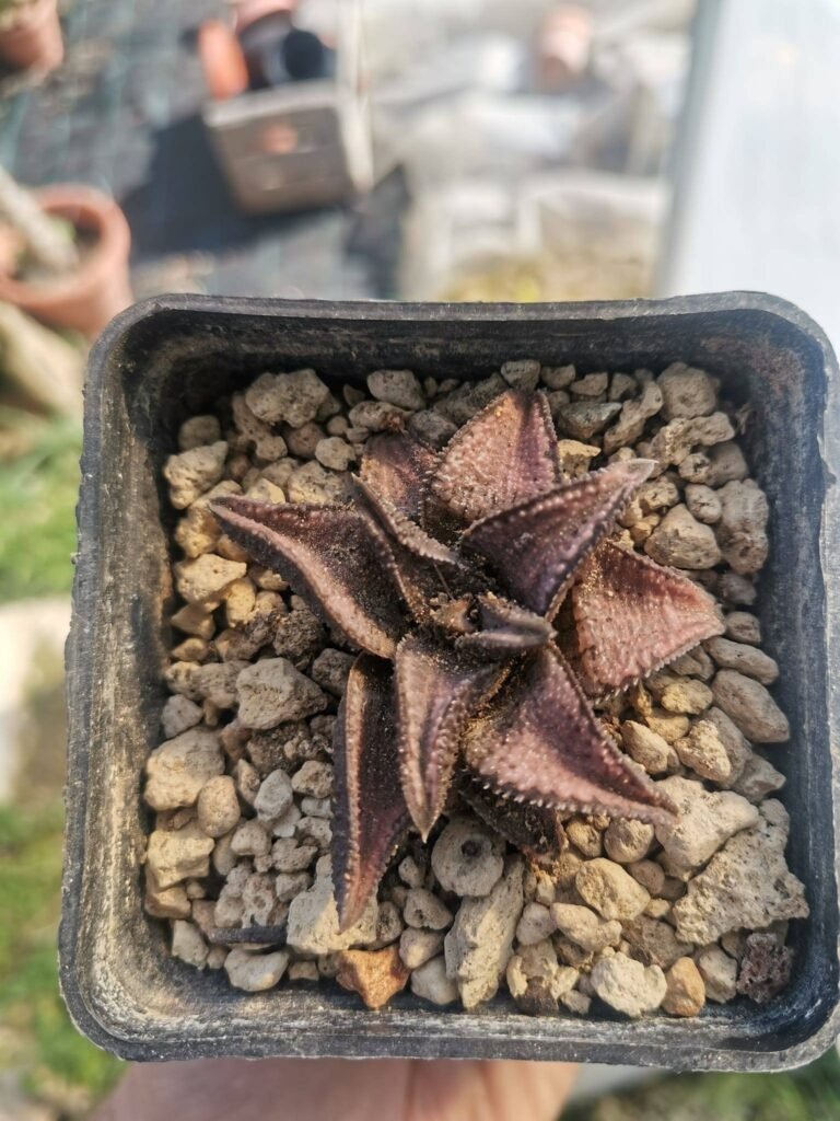 Haworthia Silver Tarantula