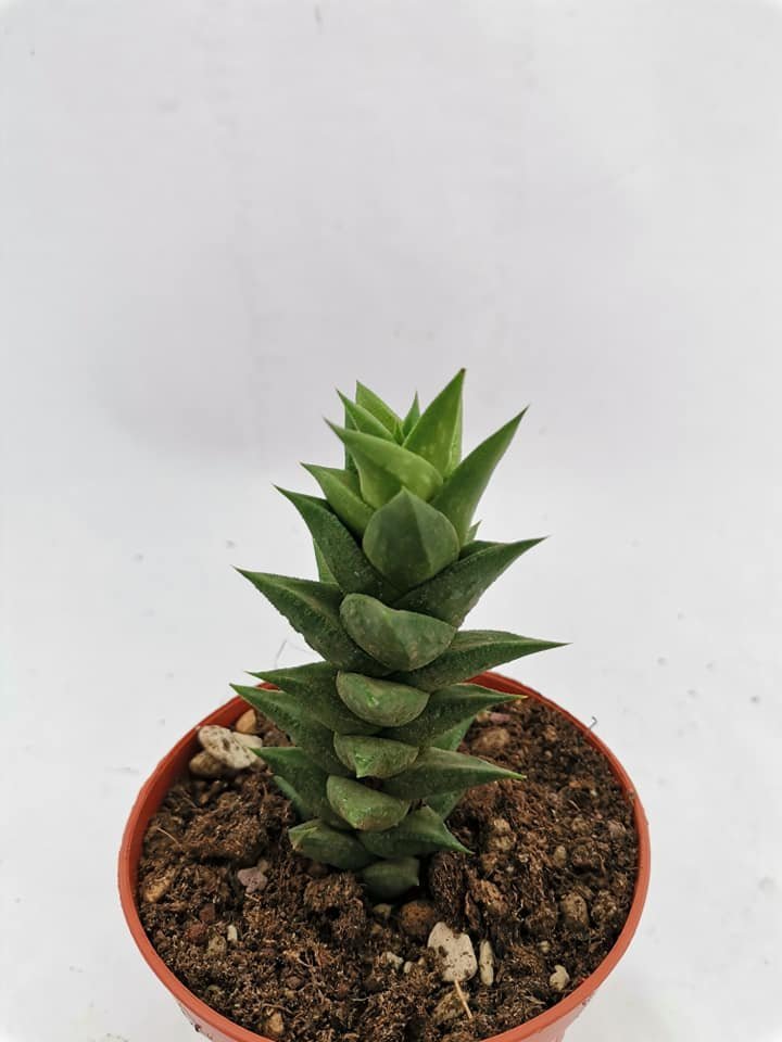 Astroloba Foliosa