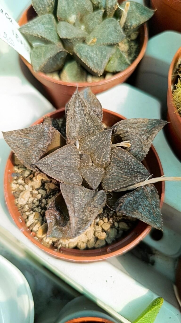Haworthia Splendens