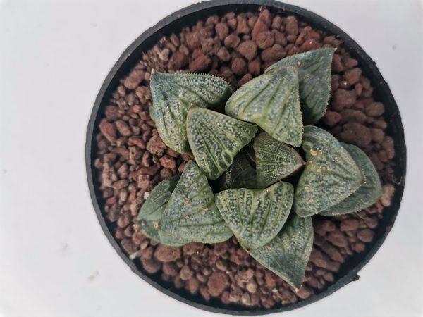 Haworthia Splendens Aries