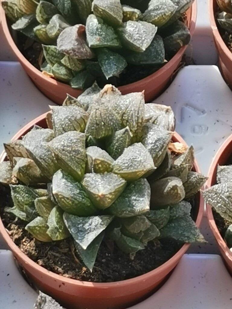 Haworthia Sugar Plum