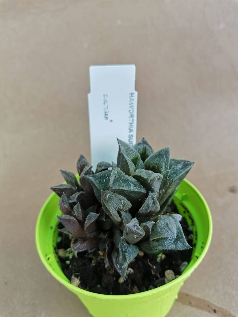 Haworthia Sugar Plum