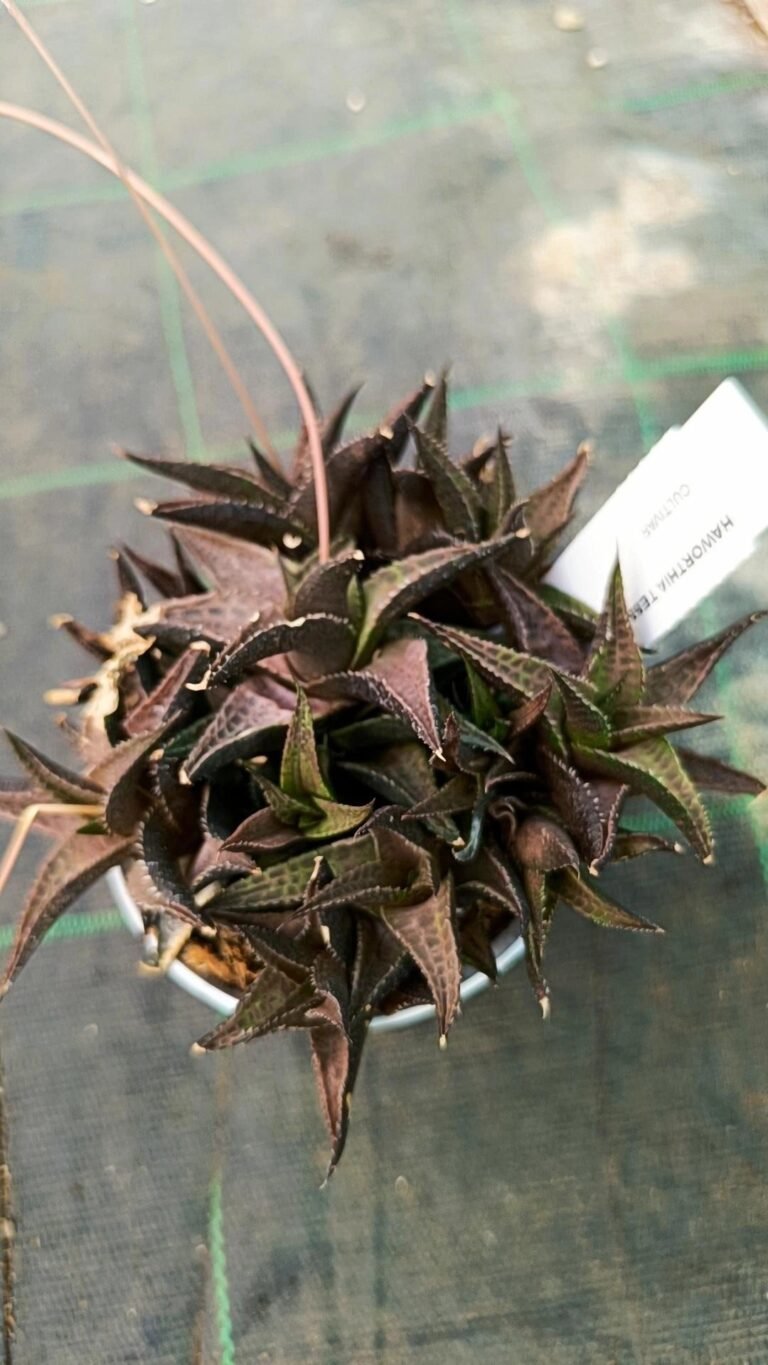 Haworthia Venosa subsp Tessellata