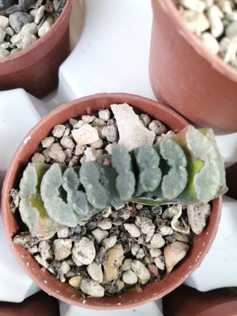 Haworthia Truncata