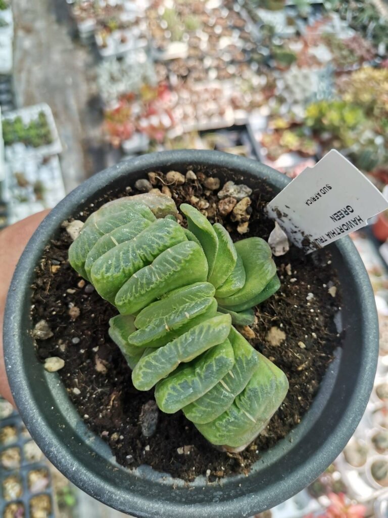 Haworthia Truncata accestita Big